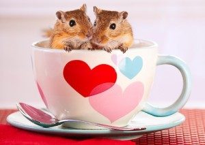 dia-amistad-amor-sapito