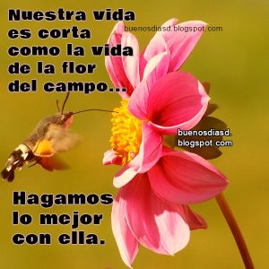 buenos dias frases bonitas la vida564