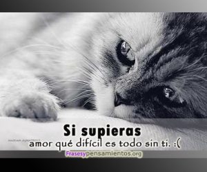 Imagenes de amor tristes con frases