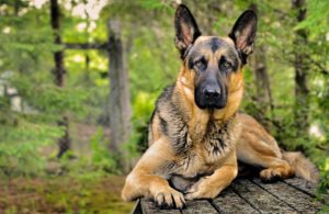 Imagenes de perros pastor aleman