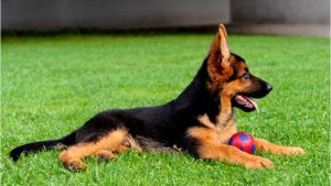 nombres-para-perros-pastor-aleman-16x9