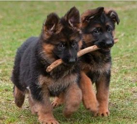 Imagenes de perros pastor aleman
