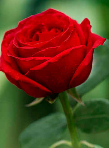Imagenes de rosas rojas - Fotos de amor & Imagenes de amor