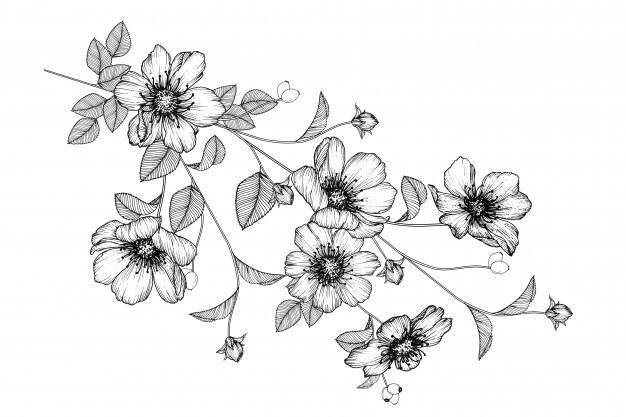 rosa-hoja-dibujos-flores-vintage-dibujado-mano-ilustraciones-botanicas-vector_37827-367  - Fotos de amor & Imagenes de amor