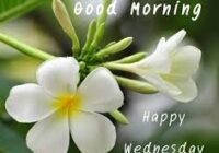 morning happy