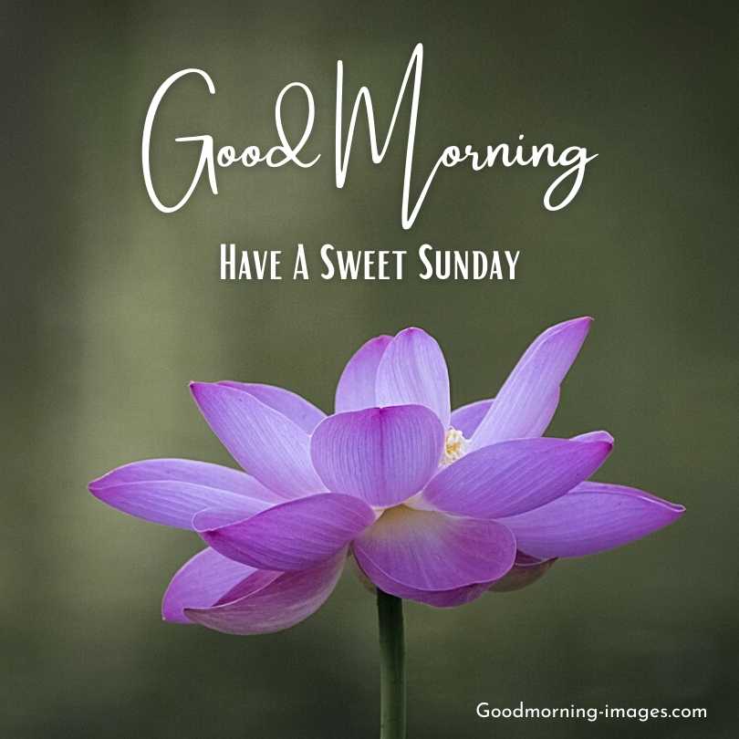 Happy Sunday Good Morning