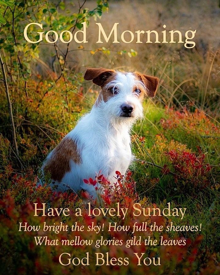 Happy Sunday Good Morning Love Birds