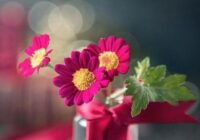 Purple-dahlia-flowers-in-vase-664x1024