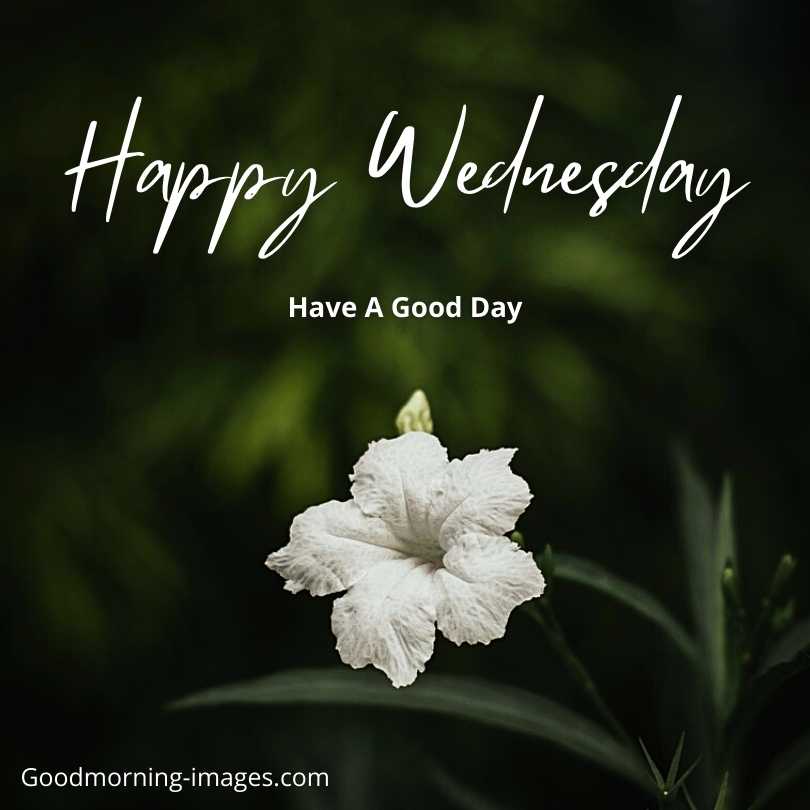 Good-Morning-Happy-Wednesday-600x478