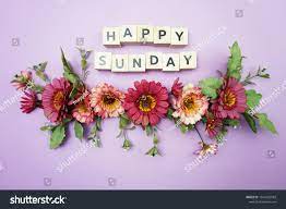 A Special Rose For You