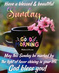 Good Morning With Pink Rose